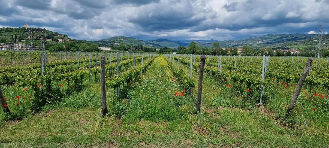 Agriturismo Alle Albare Montorio Veronese Eksteriør billede